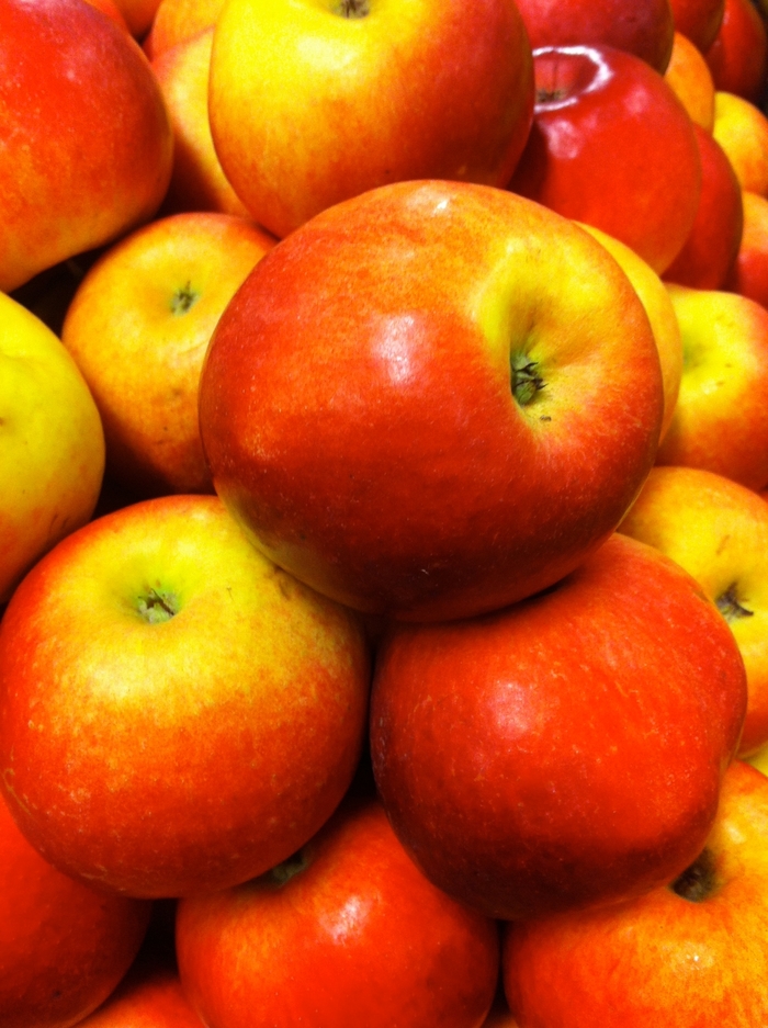 Idared Apple - Apple 'Idared' from E.C. Brown's Nursery