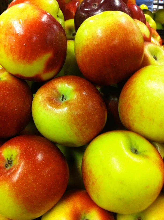 Yellow Transparent Apple - Apple 'Yellow Transparent' from E.C. Brown's Nursery