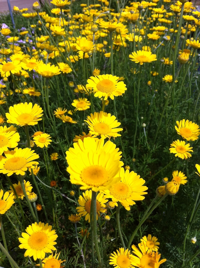 Golden Marguerite - Anthemis tinctoria 'Kelwayi' from E.C. Brown's Nursery Golden Marguerite - Anthemis tinctoria 'Kelwayi' from E.C. Brown's Nursery