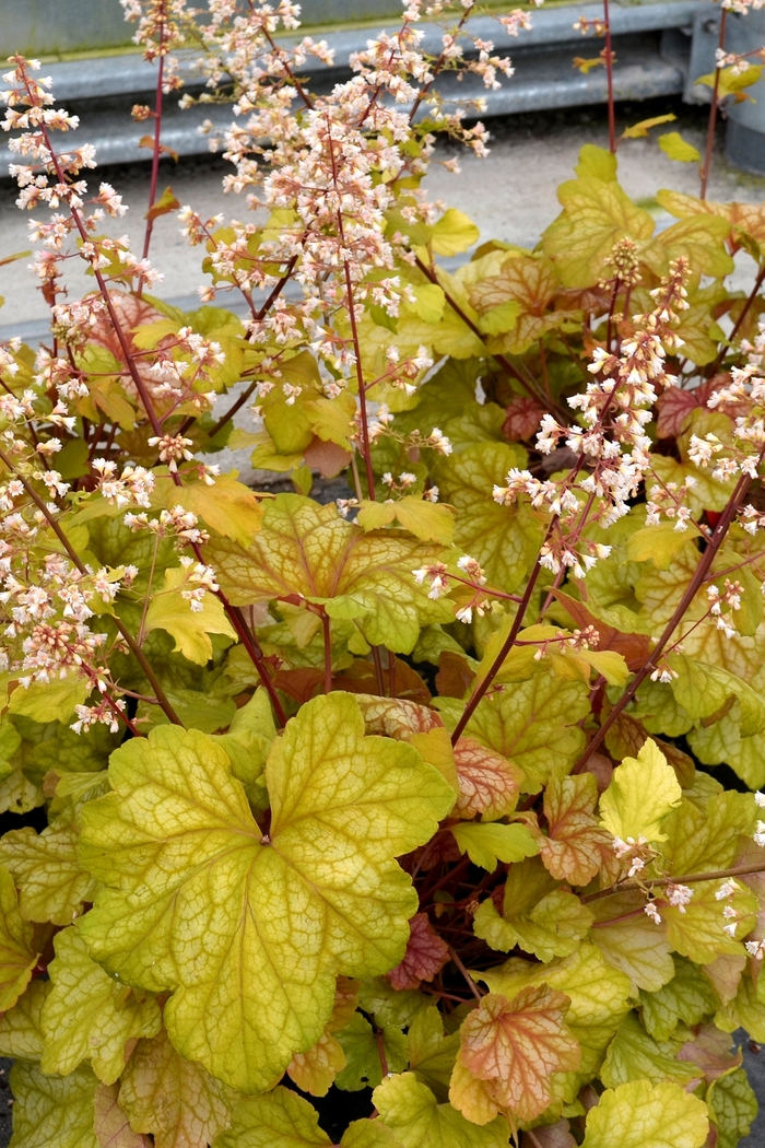 'Champagne' Coral Bells - Heuchera from E.C. Brown's Nursery 'Champagne' Coral Bells - Heuchera from E.C. Brown's Nursery