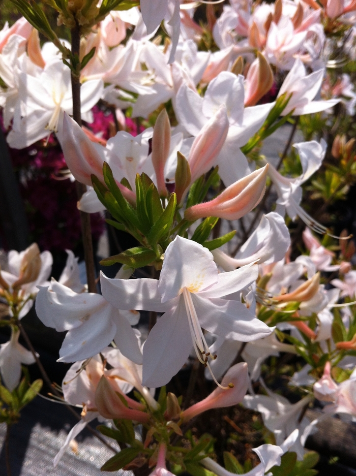 White Lights Deciduous Azalea - Azalea 'White Lights' from E.C. Brown's Nursery