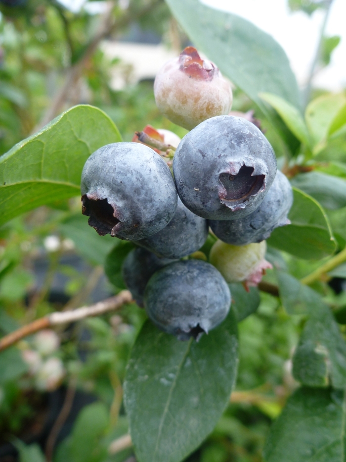 Toro Highbush Blueberry - Vaccinium corybmosum 'Toro' from E.C. Brown's Nursery Toro Highbush Blueberry - Vaccinium corybmosum 'Toro' from E.C. Brown's Nursery