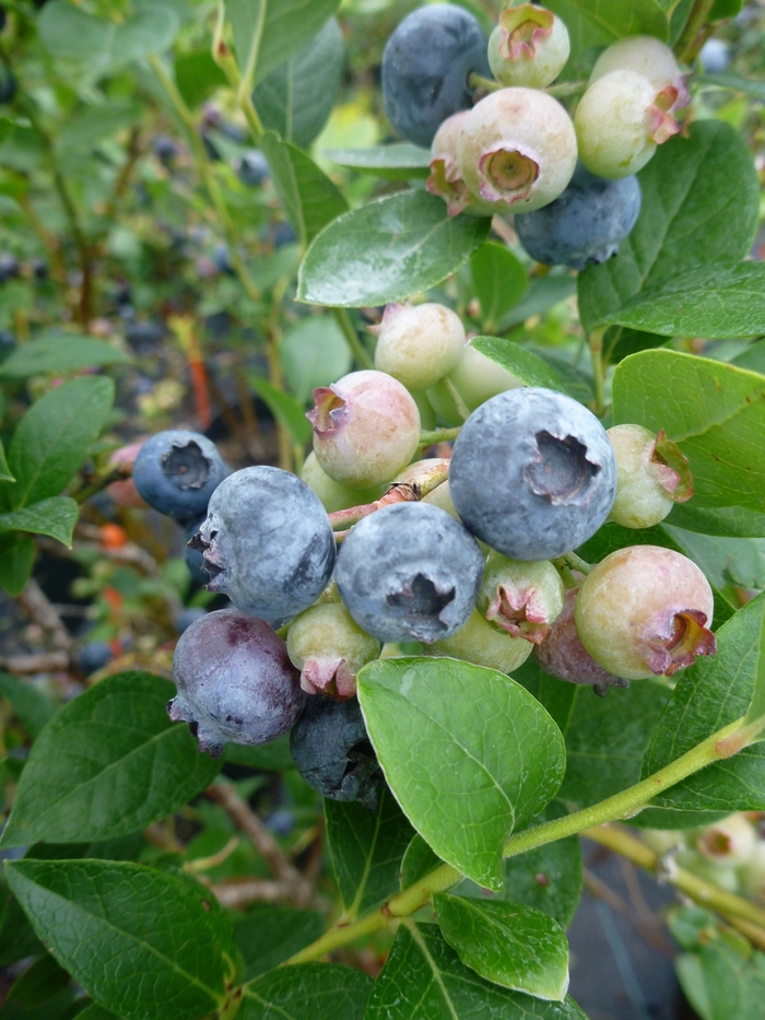 Reka Blueberry - Blueberry 'Reka' from E.C. Brown's Nursery
