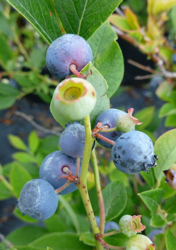 Polaris Blueberry - Blueberry 'Polaris' from E.C. Brown's Nursery