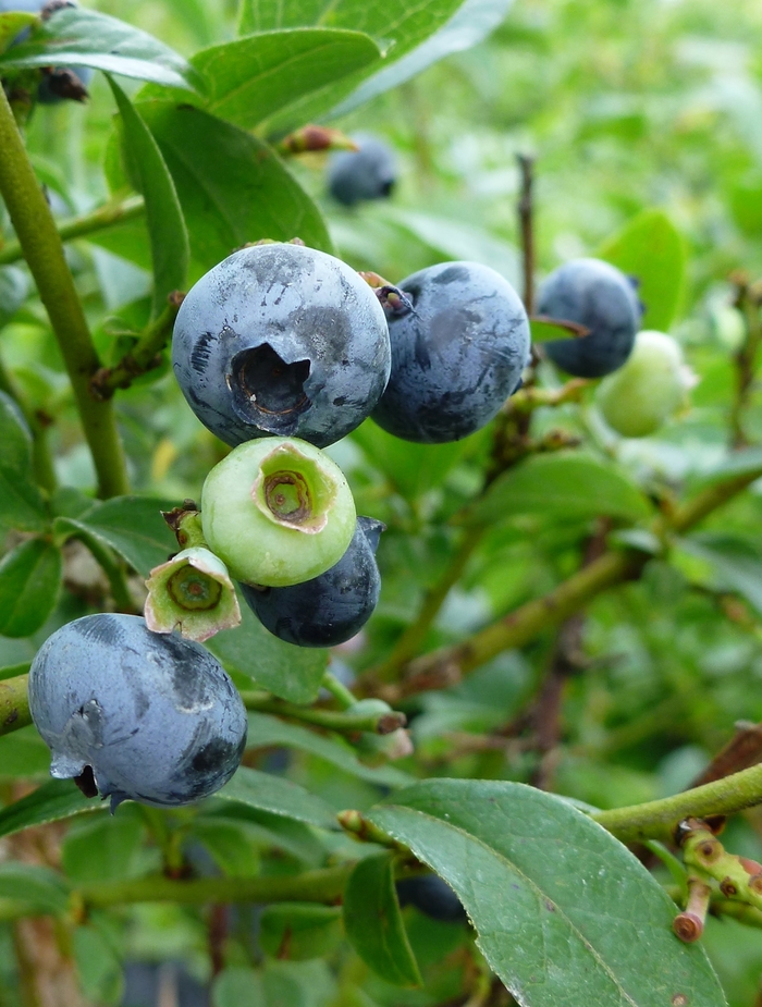 Northcountry Blueberry - Blueberry 'Northcountry' from E.C. Brown's Nursery