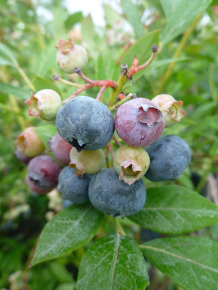 Legacy Blueberry - Blueberry 'Legacy' from E.C. Brown's Nursery