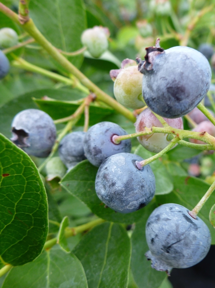 Bluejay Blueberry - Blueberry 'Bluejay' from E.C. Brown's Nursery