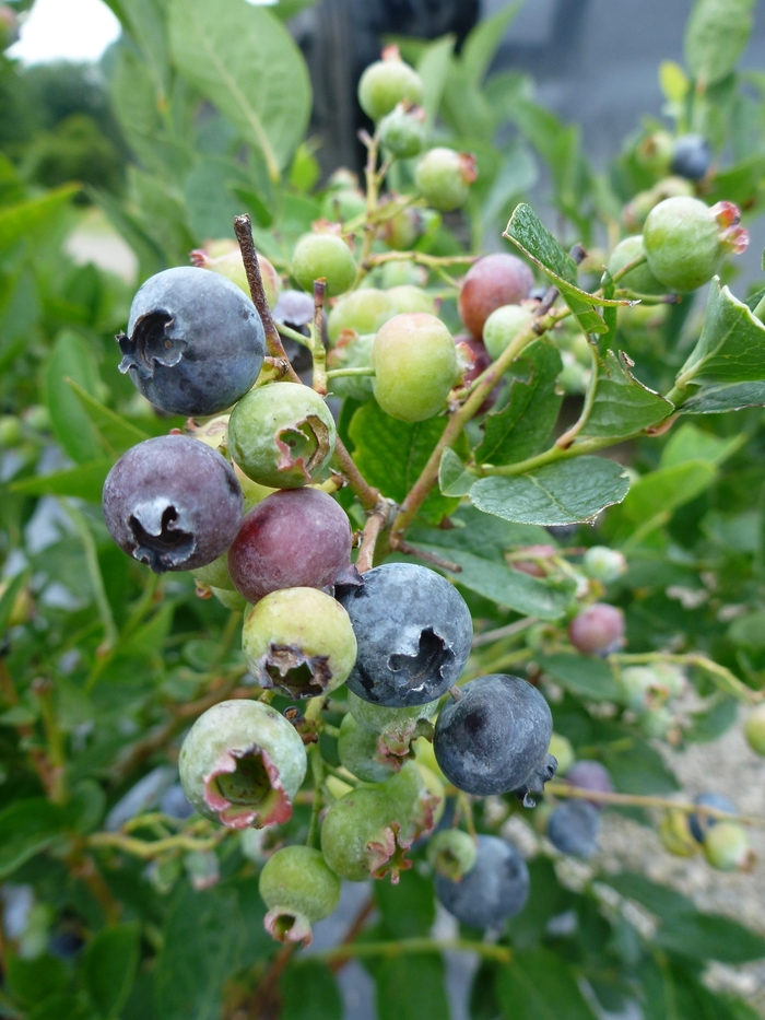 Bluegold Blueberry - Blueberry 'Bluegold' from E.C. Brown's Nursery