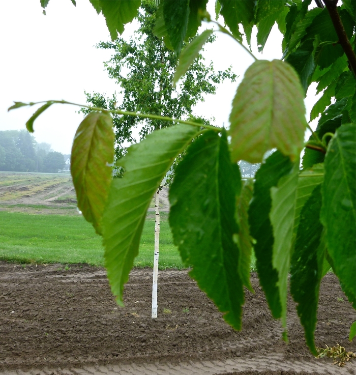 Yellow Birch - Betula alleghaniensis from E.C. Brown's Nursery Yellow Birch - Betula alleghaniensis from E.C. Brown's Nursery