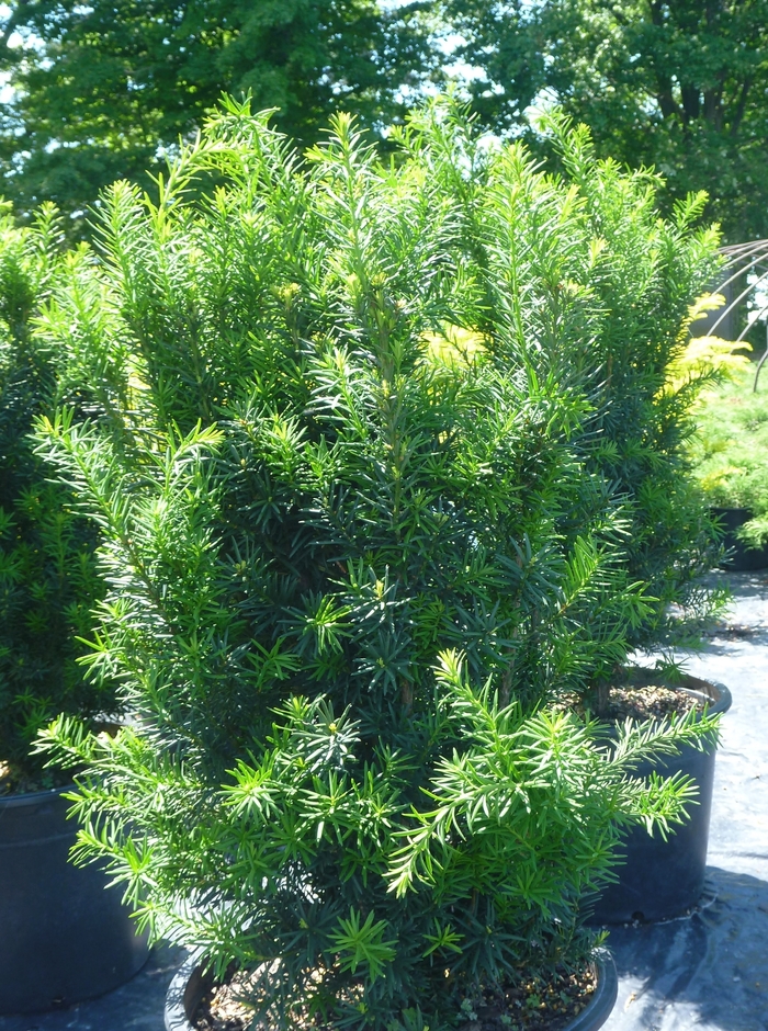 Hick's Yew - Taxus x media 'Hicksii' from E.C. Brown's Nursery Hick's Yew - Taxus x media 'Hicksii' from E.C. Brown's Nursery