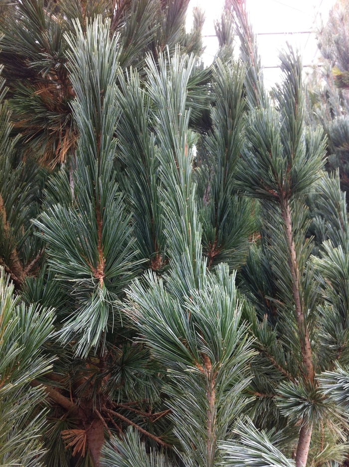 Limber Pine - Pinus flexilis 'Vanderwolf's Pyramid' from E.C. Brown's Nursery