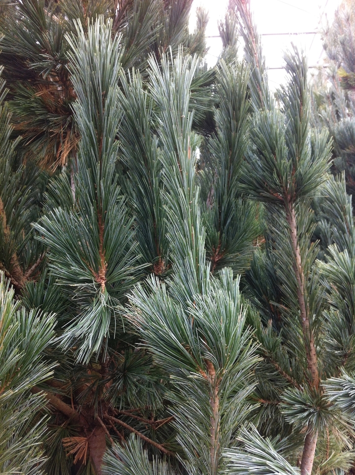 Limber Pine - Pinus flexilis 'Vanderwolf's Pyramid' from E.C. Brown's Nursery Limber Pine - Pinus flexilis 'Vanderwolf's Pyramid' from E.C. Brown's Nursery