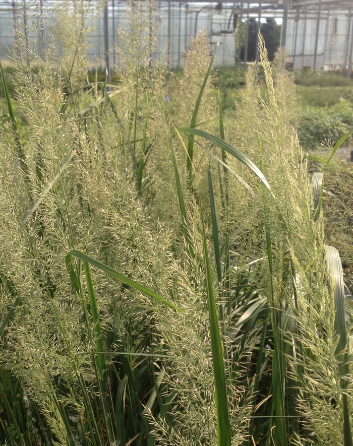 Korean Feather Reed Grass - Calamagrostis brachytricha from E.C. Brown's Nursery