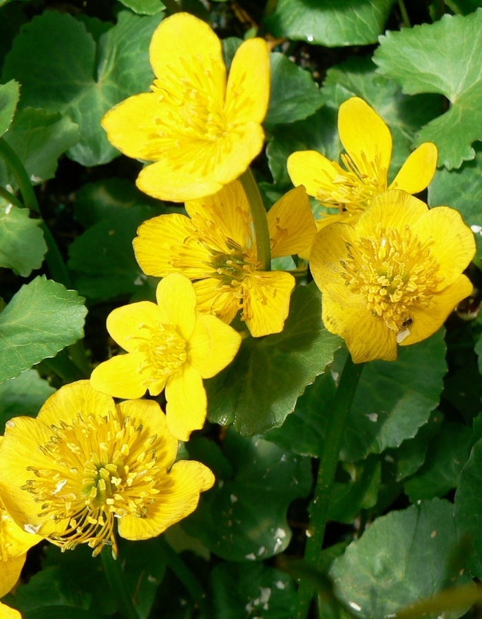 Marsh Marigold - Caltha palustris (Marsh Marigold) from E.C. Brown's Nursery Marsh Marigold - Caltha palustris (Marsh Marigold) from E.C. Brown's Nursery