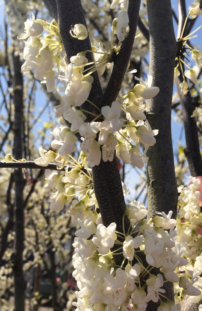 'Royal White' Redbud - Cercis canadensis from E.C. Brown's Nursery