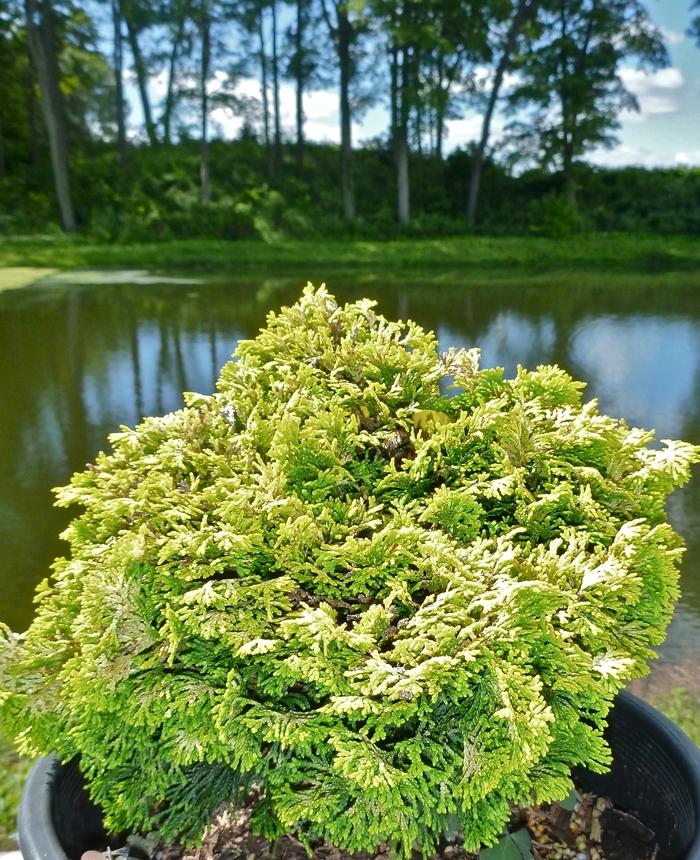 Golden Dwarf Hinoki Falsecypress - Chamaecyparis obtusa 'Nana Lutea' from E.C. Brown's Nursery Golden Dwarf Hinoki Falsecypress - Chamaecyparis obtusa 'Nana Lutea' from E.C. Brown's Nursery