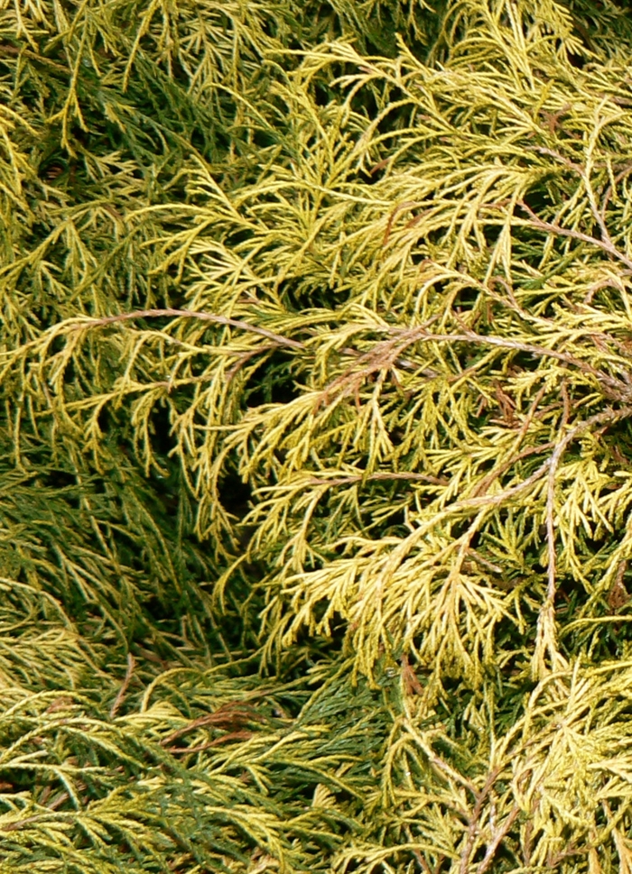 Dwarf Golden Threadleaf Falsecypress - Chamaecyparis pisifera 'Filifera Aurea Nana' from E.C. Brown's Nursery