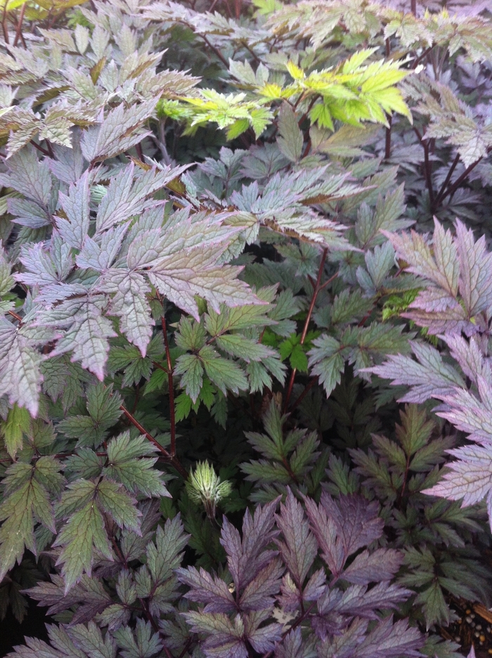 Purple-leaf Bugbane - Cimicifuga ramosa 'Pink Spike' from E.C. Brown's Nursery