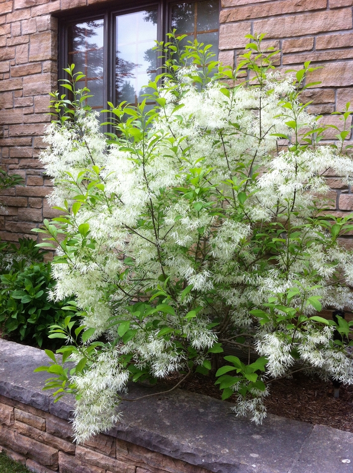 Fringetree - Chionanthus virginicus from E.C. Brown's Nursery