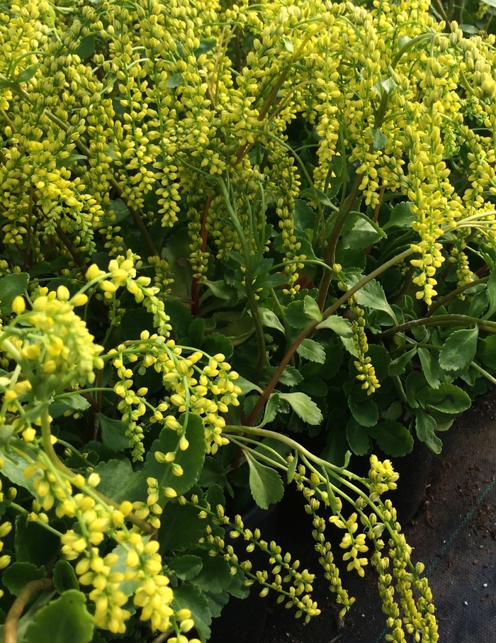 Golden Lamb's Tail - Chiastophyllum oppositifolium 'Solar Yellow' from E.C. Brown's Nursery