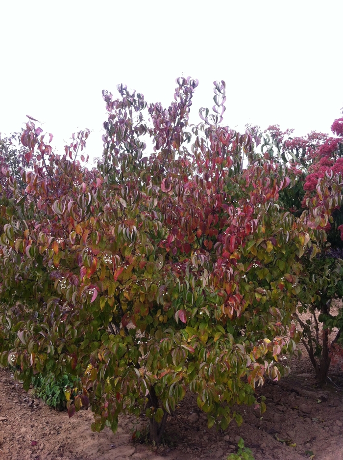 Gray Dogwood - Cornus racemosa from E.C. Brown's Nursery Gray Dogwood - Cornus racemosa from E.C. Brown's Nursery