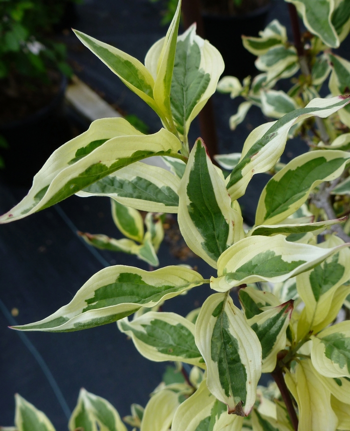 Variegated Cornelian Cherry - Cornus mas 'Variegata' from E.C. Brown's Nursery