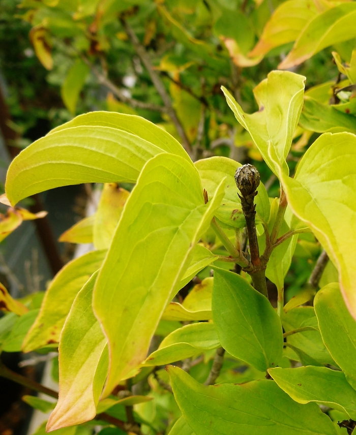 Golden Leaf Cornelian Cherry - Cornus mas 'Aurea' from E.C. Brown's Nursery