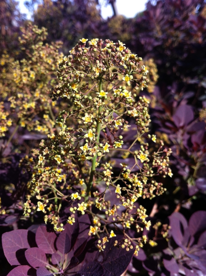 Royal Purple Smokebush - Cotinus coggygria 'Royal Purple' from E.C. Brown's Nursery