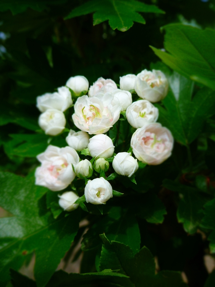 Toba Hawthorn - Crataegus x mordenensis 'Toba' from E.C. Brown's Nursery