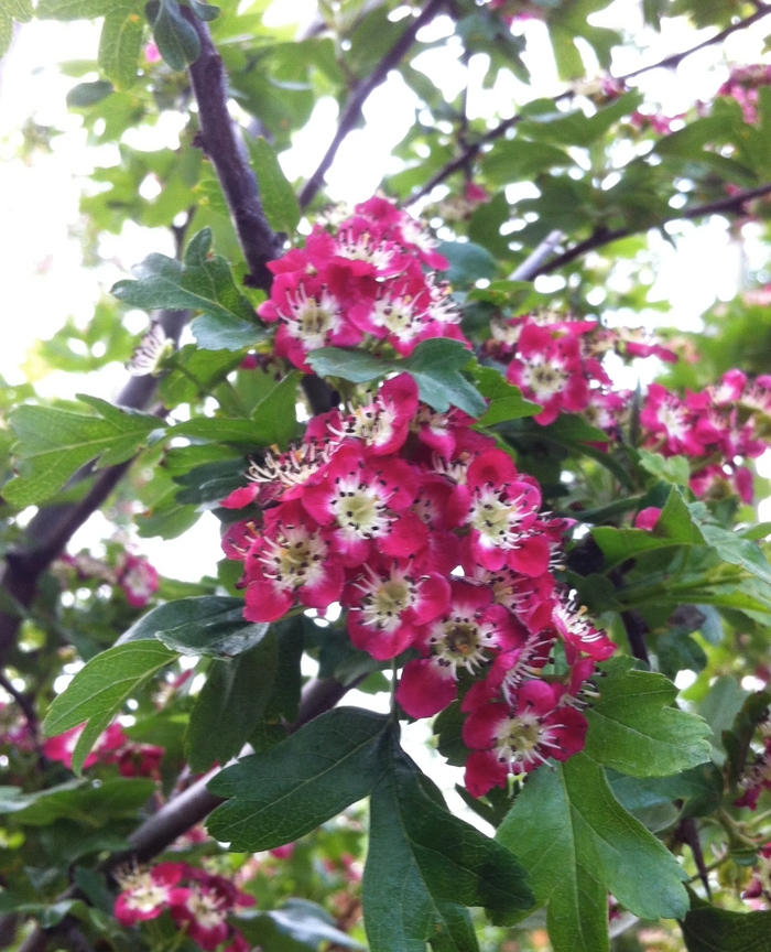 Crimson Cloud Hawthorn - Crataegus laevigata 'Crimson Cloud' from E.C. Brown's Nursery