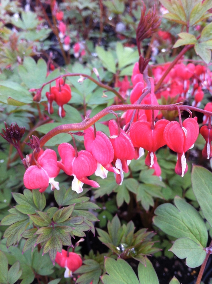 Valentine® Bleeding Heart - Dicentra spectabilis 'Valentine' from E.C. Brown's Nursery