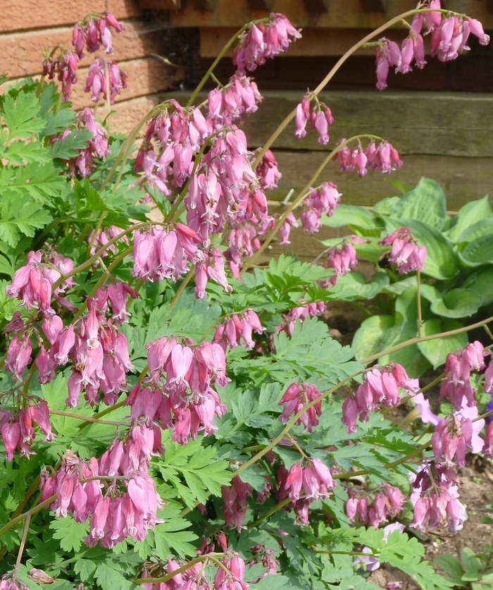 Fern-Leaf Bleeding Heart - Dicentra formosa 'Luxuriant' from E.C. Brown's Nursery Fern-Leaf Bleeding Heart - Dicentra formosa 'Luxuriant' from E.C. Brown's Nursery
