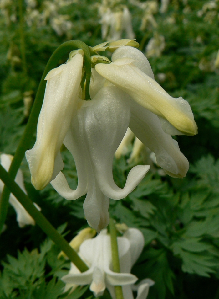 Fern-Leaf Bleeding Heart - Dicentra 'Ivory Hearts' from E.C. Brown's Nursery