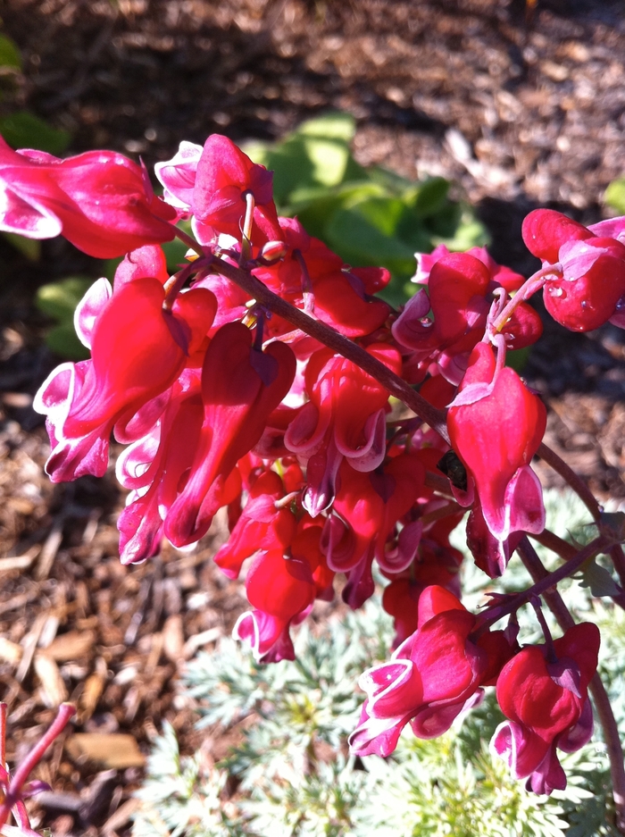 Fern-Leaf Bleeding Heart - Dicentra 'Burning Hearts' from E.C. Brown's Nursery