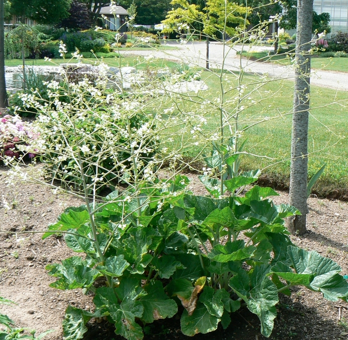 Heartleaf Sea Kale - Crambe cordifolia from E.C. Brown's Nursery