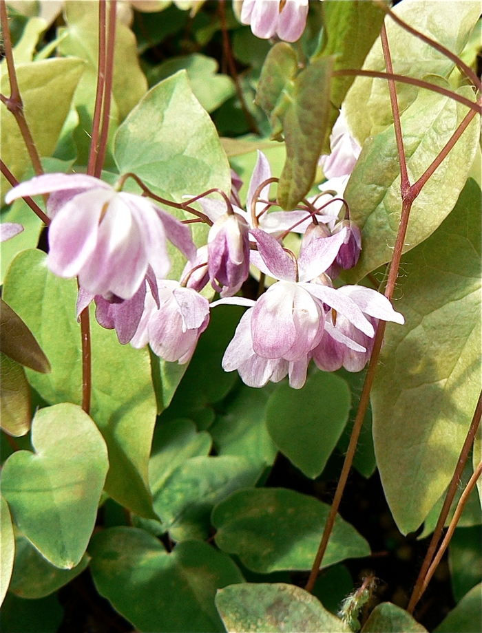 Barrenwort - Epimedium youngianum 'Roseum' from E.C. Brown's Nursery