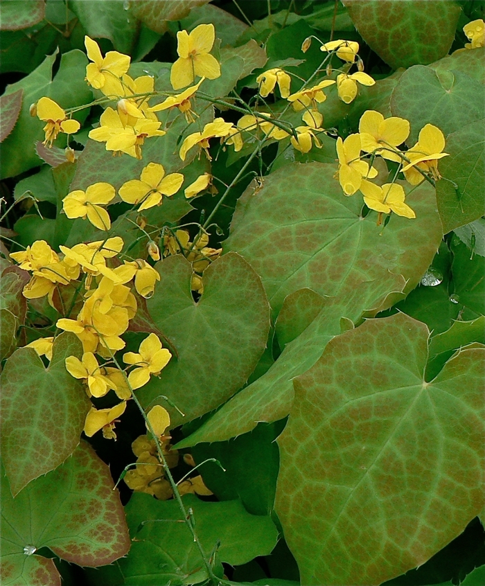 Frohnleiten Bishops hat - Epimedium perralchicum 'Frohnleiten' from E.C. Brown's Nursery Frohnleiten Bishops hat - Epimedium perralchicum 'Frohnleiten' from E.C. Brown's Nursery
