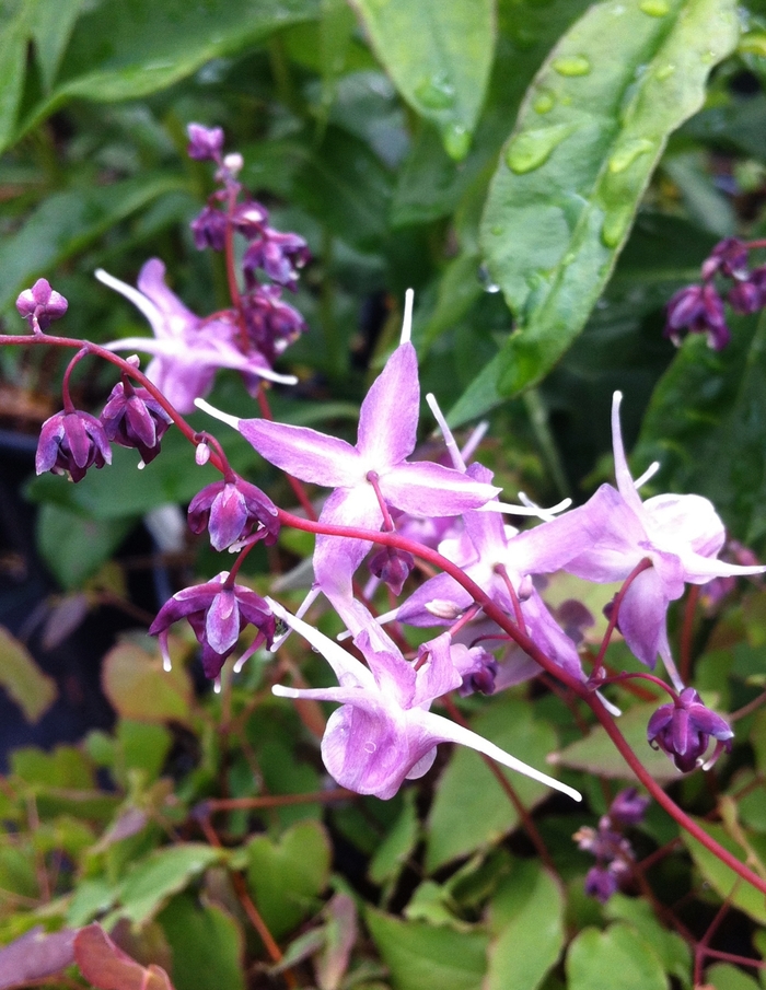 Barrenwort - Epimedium grandiflorum 'Lilafee' from E.C. Brown's Nursery Barrenwort - Epimedium grandiflorum 'Lilafee' from E.C. Brown's Nursery