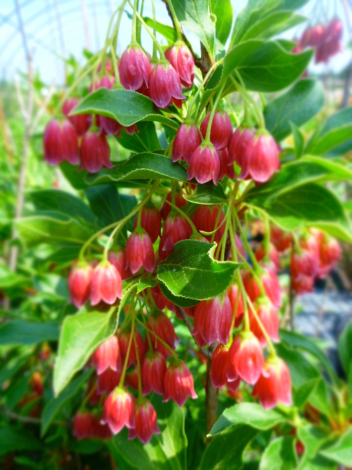 Showy Lantern Enkianthus - Enkianthus campanulatus 'Showy Lantern' from E.C. Brown's Nursery Showy Lantern Enkianthus - Enkianthus campanulatus 'Showy Lantern' from E.C. Brown's Nursery