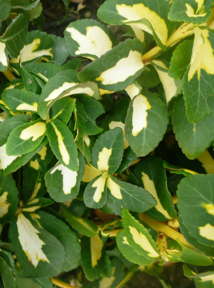 Moonshadow Euonymus - Euonymus fortunei 'Moonshadow' from E.C. Brown's Nursery