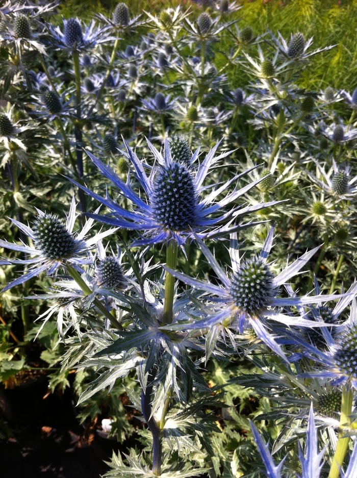 Sea Holly - Eryngium zabellii 'Big Blue' from E.C. Brown's Nursery