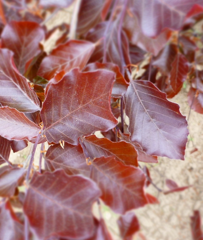 River's Beech - Fagus sylvatica 'Riversii' from E.C. Brown's Nursery