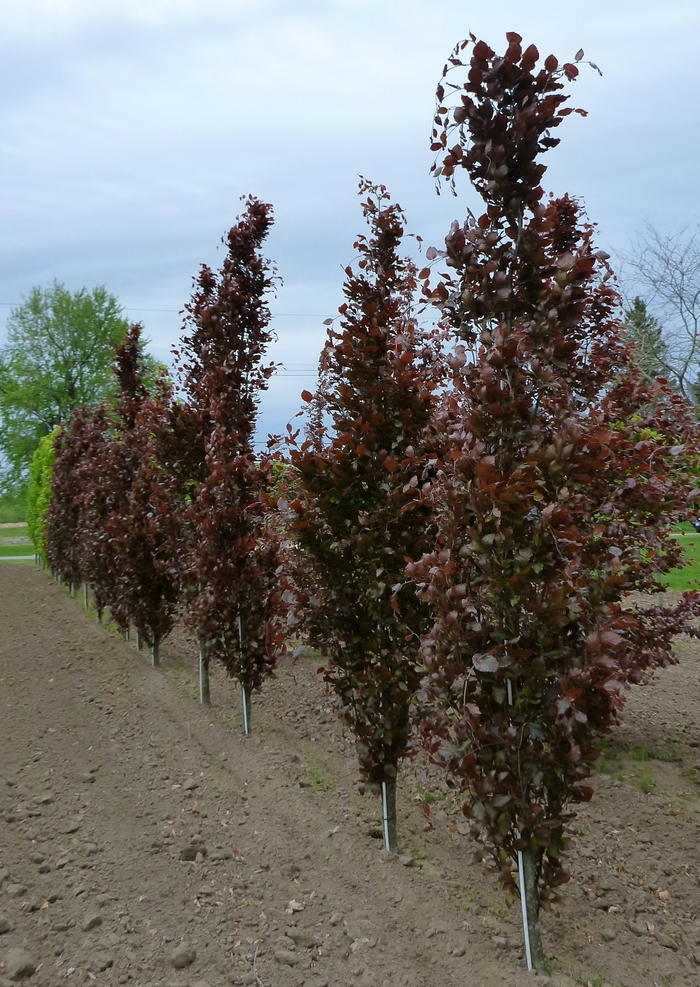 Dawyk Purple Beech - Fagus sylvatica 'Dawyck Purple' from E.C. Brown's Nursery Dawyk Purple Beech - Fagus sylvatica 'Dawyck Purple' from E.C. Brown's Nursery