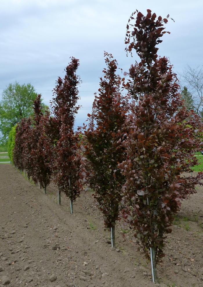 Dawyk Purple Beech - Fagus sylvatica 'Dawyck Purple' from E.C. Brown's Nursery