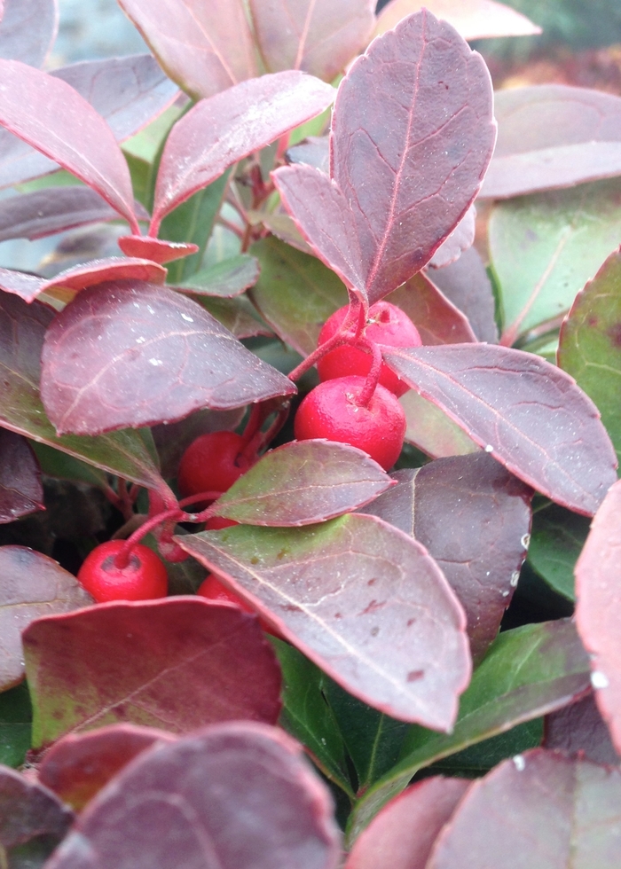 Wintergreen - Gaultheria procumbens from E.C. Brown's Nursery Wintergreen - Gaultheria procumbens from E.C. Brown's Nursery