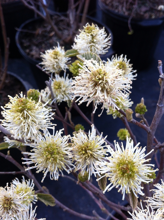 Dwarf Fothergilla - Fothergilla gardenii from E.C. Brown's Nursery Dwarf Fothergilla - Fothergilla gardenii from E.C. Brown's Nursery