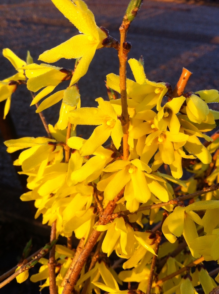 Northern Gold Forsythia - Forsythia ovata 'Northern Gold' from E.C. Brown's Nursery Northern Gold Forsythia - Forsythia ovata 'Northern Gold' from E.C. Brown's Nursery