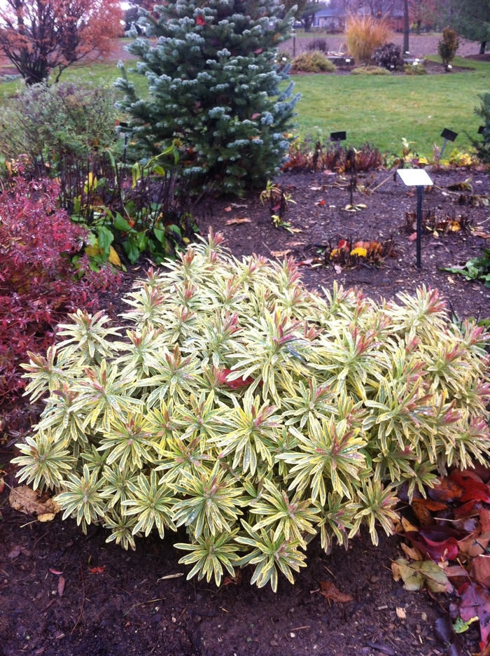 Martin's Spurge - Euphorbia martinii 'Ascot Rainbow' from E.C. Brown's Nursery Martin's Spurge - Euphorbia martinii 'Ascot Rainbow' from E.C. Brown's Nursery