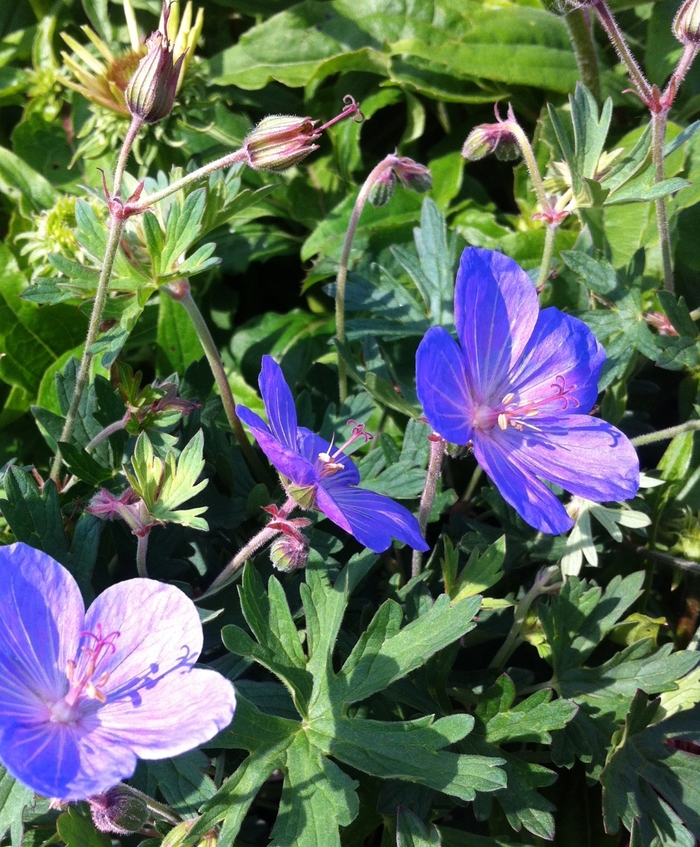 Johnsons Blue Cranesbill - Geranium 'Johnson's Blue' from E.C. Brown's Nursery