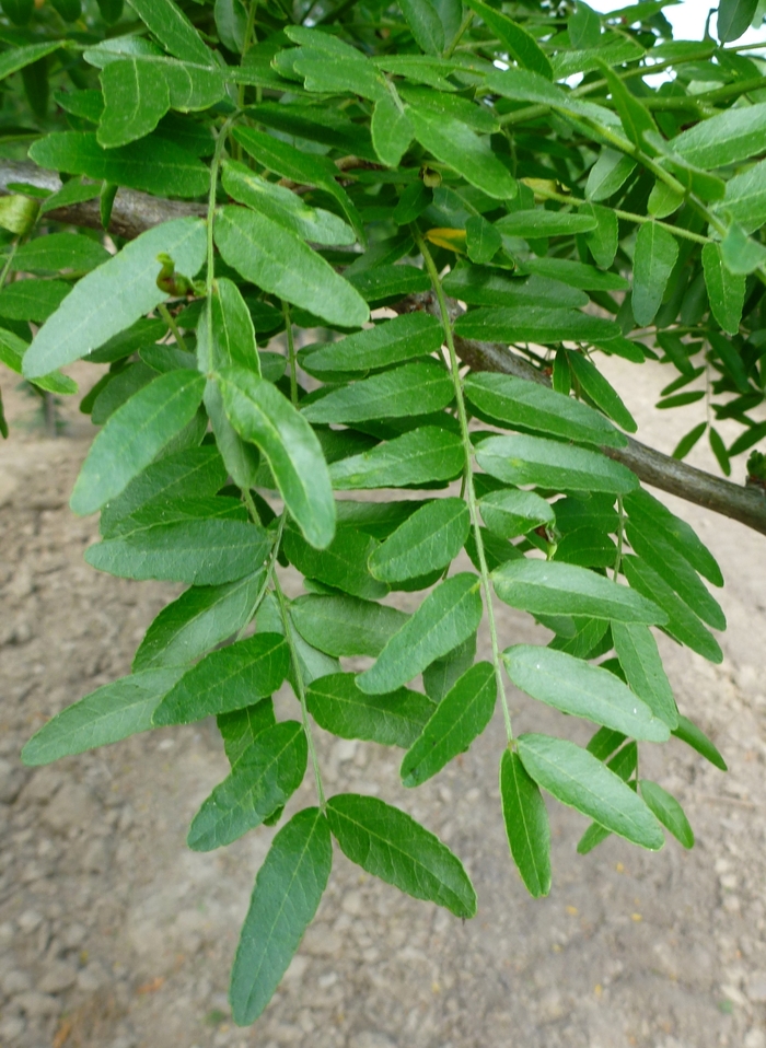 Northern Acclaim Honeylocust - Gleditsia triacanthos var. inermis from E.C. Brown's Nursery